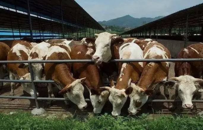 養(yǎng)殖污水處理設備是如何處理污水并實現(xiàn)排放達標的？