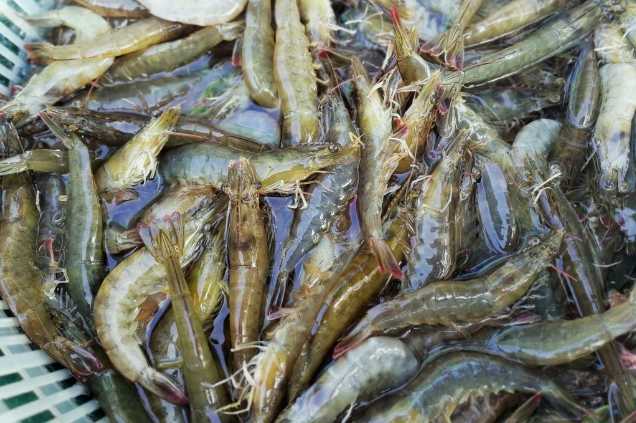養(yǎng)蝦廢水怎么處理效果好？解決方案！-1